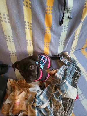 Ares | Mischlingswelpe | Hund | Geimpft | Entwurmt