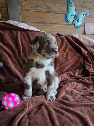 Labrador  Aussiedor ,abgabebereit, aus erfahrener Zucht 