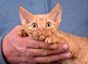 Exklusive Devon Rex Kitten mit Stammbaum   liebevoll aufgezogen ( weiblich und männlich)