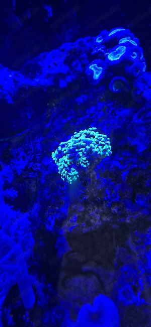 Euphyllia koralle