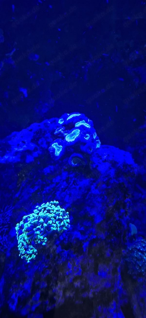 Caulastrea koralle
