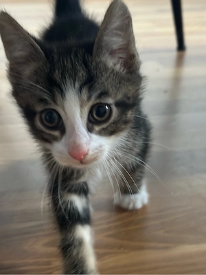 EKH Kitten Kater 