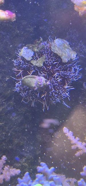 pfaffenhut Seeigel und grabender Seestern 