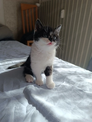 4 wunderschöne, süße Katzenbabys suchen ein liebevolles Zuhause