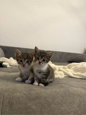 kitten abzugeben babykatzen bkh mix 