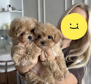 maltipoo welpen