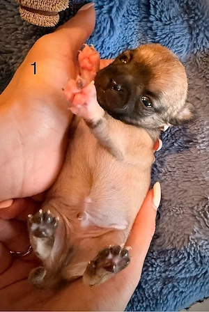 5 reinrassige Kurzhaar-Chihuahua-Welpen suchen ein liebevolles Zuhause    Preis im Text!