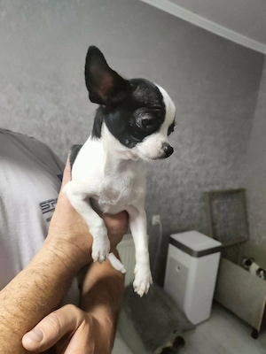 Chihuahua sucht ein liebevolles Zuhause