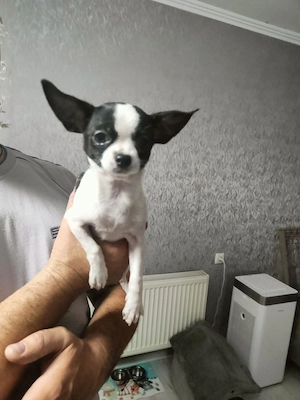 Chihuahua sucht ein liebevolles Zuhause