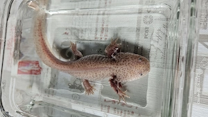 Axanthic Copper Männchen 