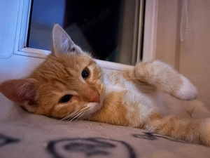 Orangenes Kitten Männchen BKH EKH mix