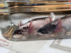 Harlekin Axolotl Männchen 