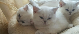 Reinrassige BKH Kitten mit blauen Augen 