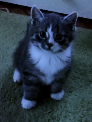 BKH Kitten 