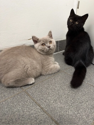 2 BKH kitten suchen ein liebevolles zuhause 
