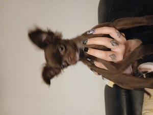 Chihuahuawelpe sucht neues Zuhause 