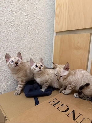Bengal Baby Kotte abzugeben 