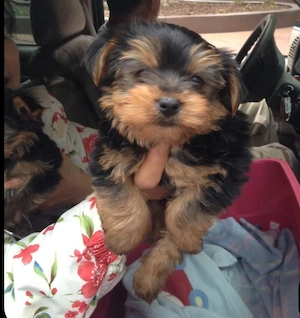 Yorkshire terrier welpen 