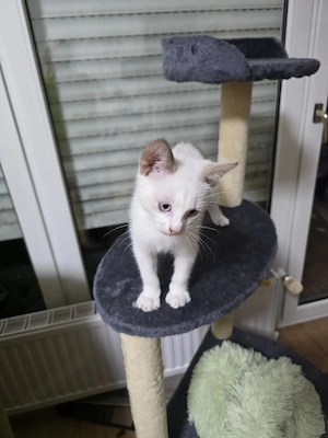 Babykater 10 wochen alt