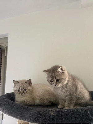 zwei weibliche bkh kitten 