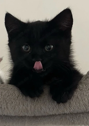 Katzen baby
