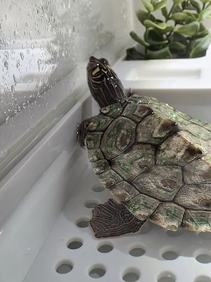 Wasserschildkröte mit komplettem Zubehör