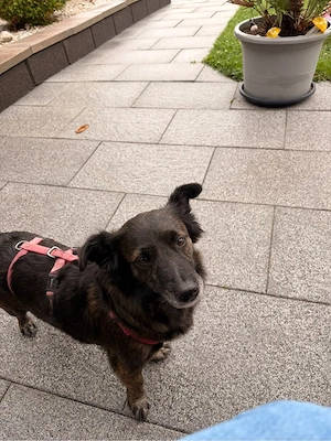 Bonni sucht dringend ein neues zu Hause