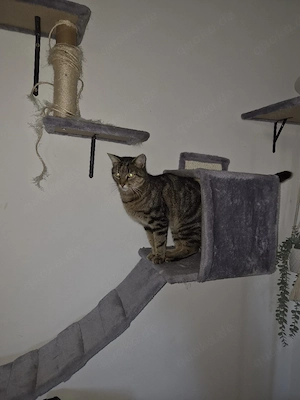 Katze zu verschenken 
