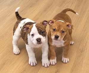 Old English Bulldog Welpen (2 Rüden)