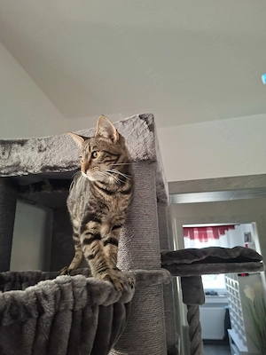 XXL maine coon mix