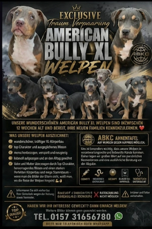 American bully welpen