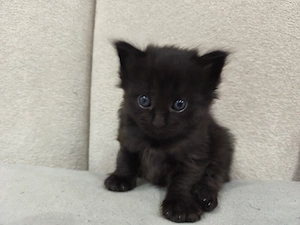 Maine Coon Mix - Neva Masquerade 