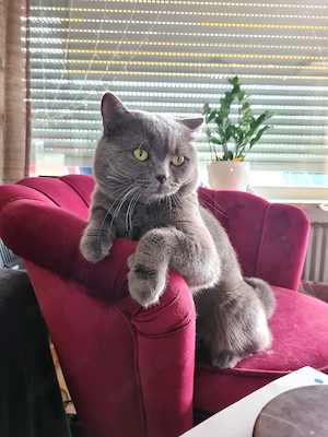 Reinrassiger Bkh Kater MIT STAMMBAUM!