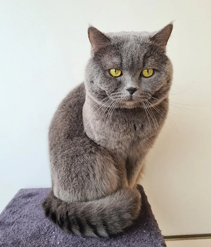 Reinrassiger Bkh Kater MIT STAMMBAUM!