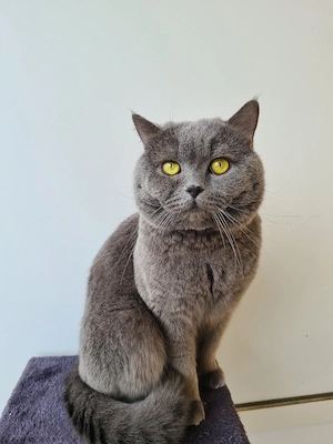 Reinrassiger Bkh Kater MIT STAMMBAUM!