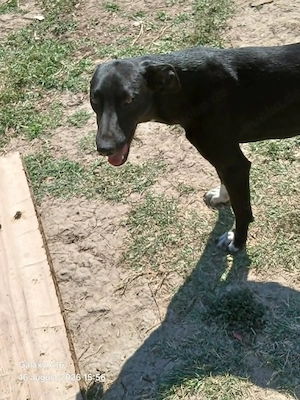 Coco sucht ihre Familie