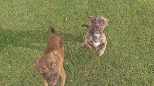 Jack-Russel- Boston Terrier Mischlings Welpen 