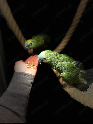 Blaustirnamazonen