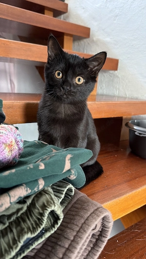 Super süsse BKH -- Mix Mädchen nur noch ein Mädchen da   
