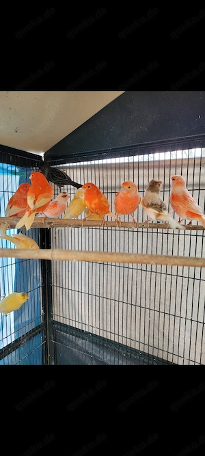 Kanarien farbe kanarienvogel. 