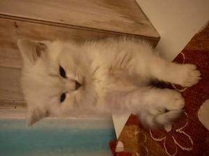 Britische kurzhaarige Katzen 
