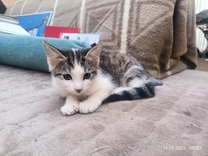 Süße Katze Weibchen abzugeben gegen kostgeld