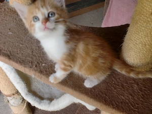 Kätzchen, Katzenbabys, Katzenkinder, Jungkätzchen, Kitten, Europäisch Kurzhaar, alle rot-weiß