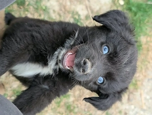Australien shepherd mini 
