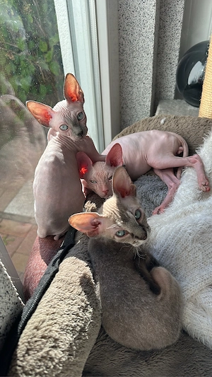Kitten suchen ihr Zuhause!
