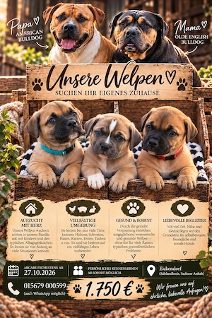 Old English Bulldog x American Bulldog Welpen
