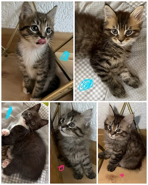 unsere maine coon mix babys dürfen ausziehen 