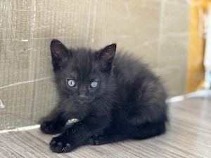 Schwarzer Kater abzugeben 