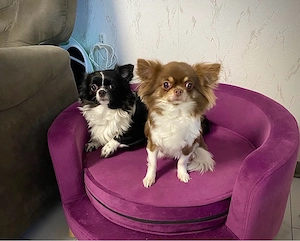    Zwei süße Chihuahua-Damen suchen ihr Für-immer-Zuhause