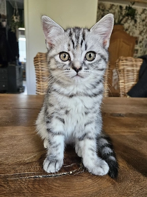 britisch kurzhaar tabby mit rot